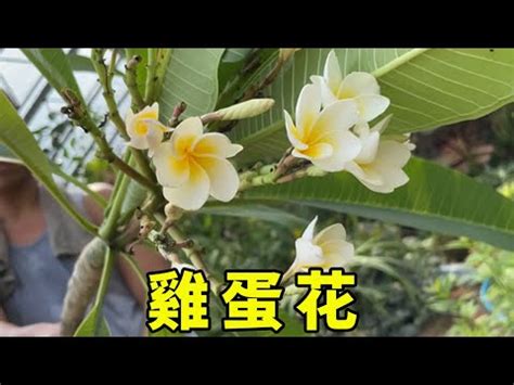 門口種雞蛋花風水|雞蛋花擺放禁忌：這些要注意